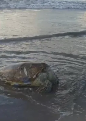 Tartaruga-verde é encontrada morta por banhistas na orla de Pajuçara