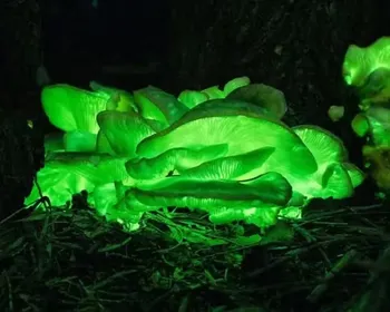 A floresta 'mágica' que brilha no escuro na Austrália
