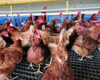 AL segue sem casos de gripe aviária; Adeal mantém vigilância