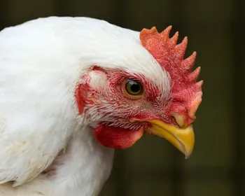 Após China, União Europeia e Argentina suspendem compra de frango do Brasil
