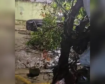 Árvore de grande porte cai sobre carros em frente a bar na Jatiúca durante fortes chuvas