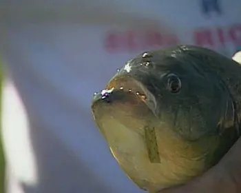 Ataque de peixe carnívoro assusta banhista em Pão de Açúcar