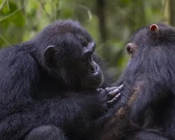 Chimpanzés são vistos fazendo primeiros socorros