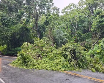 Chuva forte provoca queda de árvore e interdita pista na entrada do Aldebaran