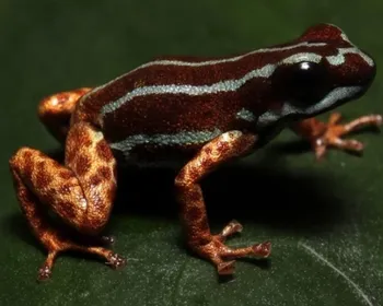 Com 1,5 cm e veneno potente, sapo raro vive no Brasil