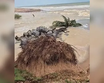Coqueiro cai na Praia de Jacarecica após fortes chuvas em Maceió
