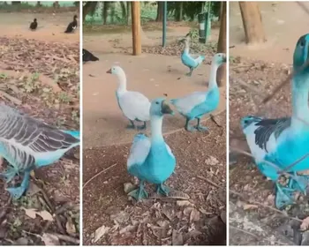 Corante deixa córrego e animais azuis após acidente com carreta