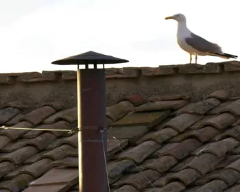 Gaivotas roubam a cena no primeiro dia de conclave no Vaticano