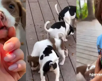 Giovanna Ewbank e Bruno Gagliasso resgatam oito filhotes de cachorro na estrada
