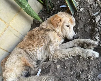 Golden Retriever perdido no Jaraguá! Vamos ajudar a encontrar o tutor?