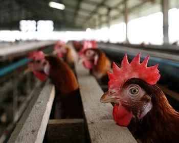 Governo brasileiro investiga 12 casos suspeitos de gripe aviária