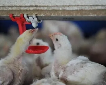 Gripe aviária: Agricultura investiga possíveis focos em cinco estados