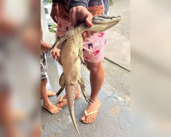 Jacaré é resgatado em loteamento após fortes chuvas em Marechal Deodoro