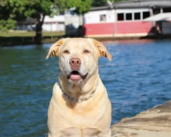 Morre Thor, labrador herói das buscas em Brumadinho, aos 12 anos