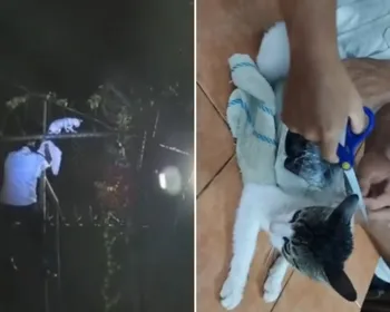 “Narcogato”? Felino é “flagrado” ao entrar com drogas em prisão