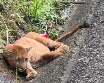 Onça atropelada em rodovia morre após 4 dias internada