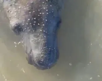 Peixe-boi resgatado após ferimentos volta a ser molestado e reaparece no Pontal do Peba