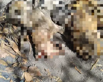 Polícia identifica motorista que atropelou e matou quatro cachorros em Maceió