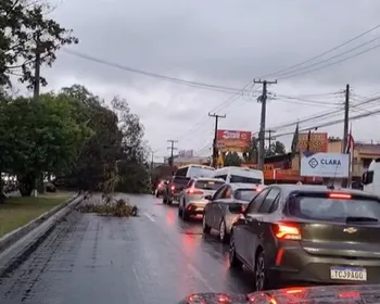 Queda de árvore interdita parcialmente a Av. Durval de Góes Monteiro