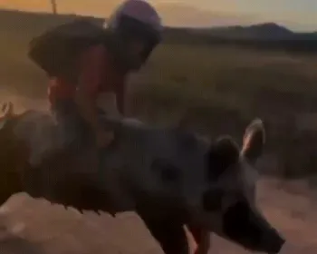 Quem é o menino que monta porca no Sertão de Alagoas e já tem mais de 1 milhão de seguidores?