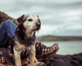 Saiba com quantos anos um cachorro é considerado idoso