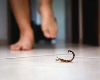 Saiba como criar uma barreira de plantas contra escorpiões e lacraias