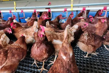 
			
				AL segue sem casos de gripe aviária; Adeal mantém vigilância
			
			