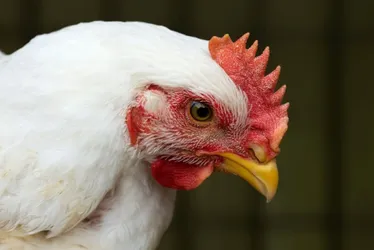 
			
				Após China, União Europeia e Argentina suspendem compra de frango do Brasil
			
			
