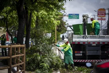 
			
				Árvore com risco de cair? Veja como solicitar poda em Maceió
			
			