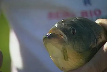 
			
				Ataque de peixe carnívoro assusta banhista em Pão de Açúcar
			
			