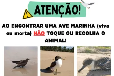 
			
				Biota de AL reforça alerta e pede atenção com aves marinhas em meio a novos casos de gripe aviária
			
			