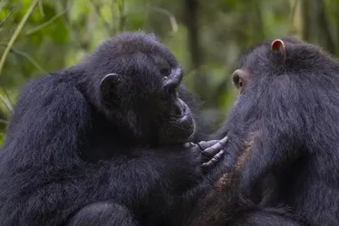 
			
				Chimpanzés são vistos fazendo primeiros socorros
			
			