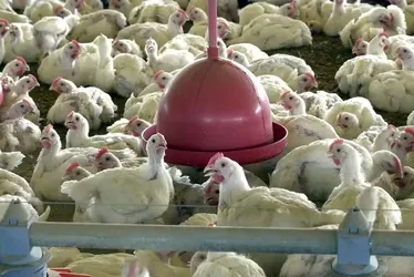 
			
				China suspende compra de frango por 60 dias após 1º caso de gripe aviária
			
			