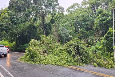 
			
				Chuva forte provoca queda de árvore e interdita pista na entrada do Aldebaran
			
			