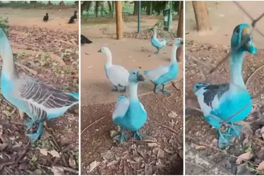
			
				Corante deixa córrego e animais azuis após acidente com carreta
			
			
