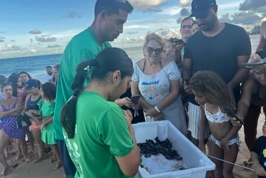 
			
				De volta ao mar de Guaxuma: ação marca nascimento e soltura de filhote de tartarugas ameaçadas
			
			