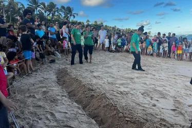 
			
				De volta ao mar de Guaxuma: ação marca nascimento e soltura de filhote de tartarugas ameaçadas
			
			