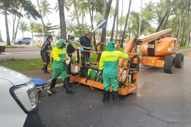 
			
				Equipamento despenca durante poda e deixa trabalhador ferido na Ponta Verde
			
			
