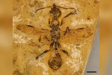 
			
				Fóssil de formiga mais antiga do mundo é encontrado
			
			