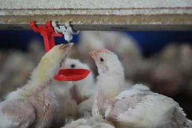 
			
				Gripe aviária: Agricultura investiga possíveis focos em cinco estados
			
			
