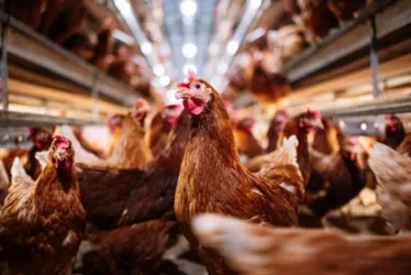 
			
				Gripe aviária: governo investiga 9 casos suspeitos no Brasil
			
			