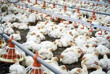 
			
				Gripe aviária: governo pede que compradores não penalizem o país todo
			
			