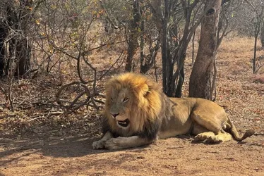
			
				Leão mata homem em alojamento de luxo durante safari na Namíbia
			
			