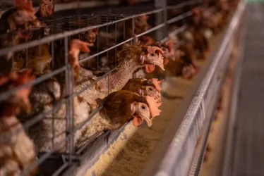 
			
				México decide suspender importações de frango do Brasil
			
			