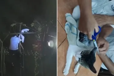 
			
				“Narcogato”? Felino é “flagrado” ao entrar com drogas em prisão
			
			