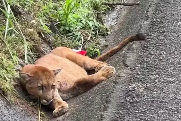 
			
				Onça atropelada em rodovia morre após 4 dias internada
			
			