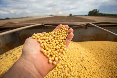 
			
				Por que o agro puxou o crescimento do PIB no início do ano
			
			
