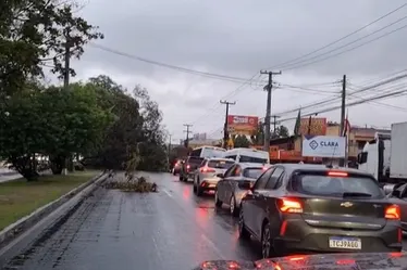 
			
				Queda de árvore interdita parcialmente a Av. Durval de Góes Monteiro
			
			
