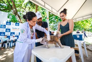 
			
				Saúde identifica casos de raiva em morcegos em três bairros de Maceió; entenda!
			
			