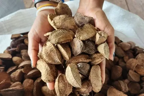 
				A castanha é do Pará, da Amazônia ou do Brasil? Entenda o projeto aprovado no AM
			
			